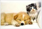 iams iams