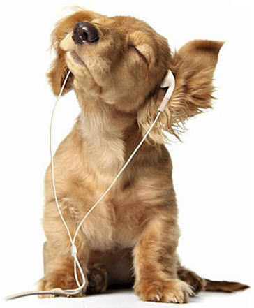 laughing dog-free sample-uk laughing dog-free sample-uk