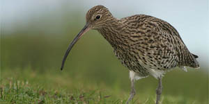 curlew feeding in grassy field_300_tcm9-138264