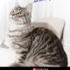 purina purina
